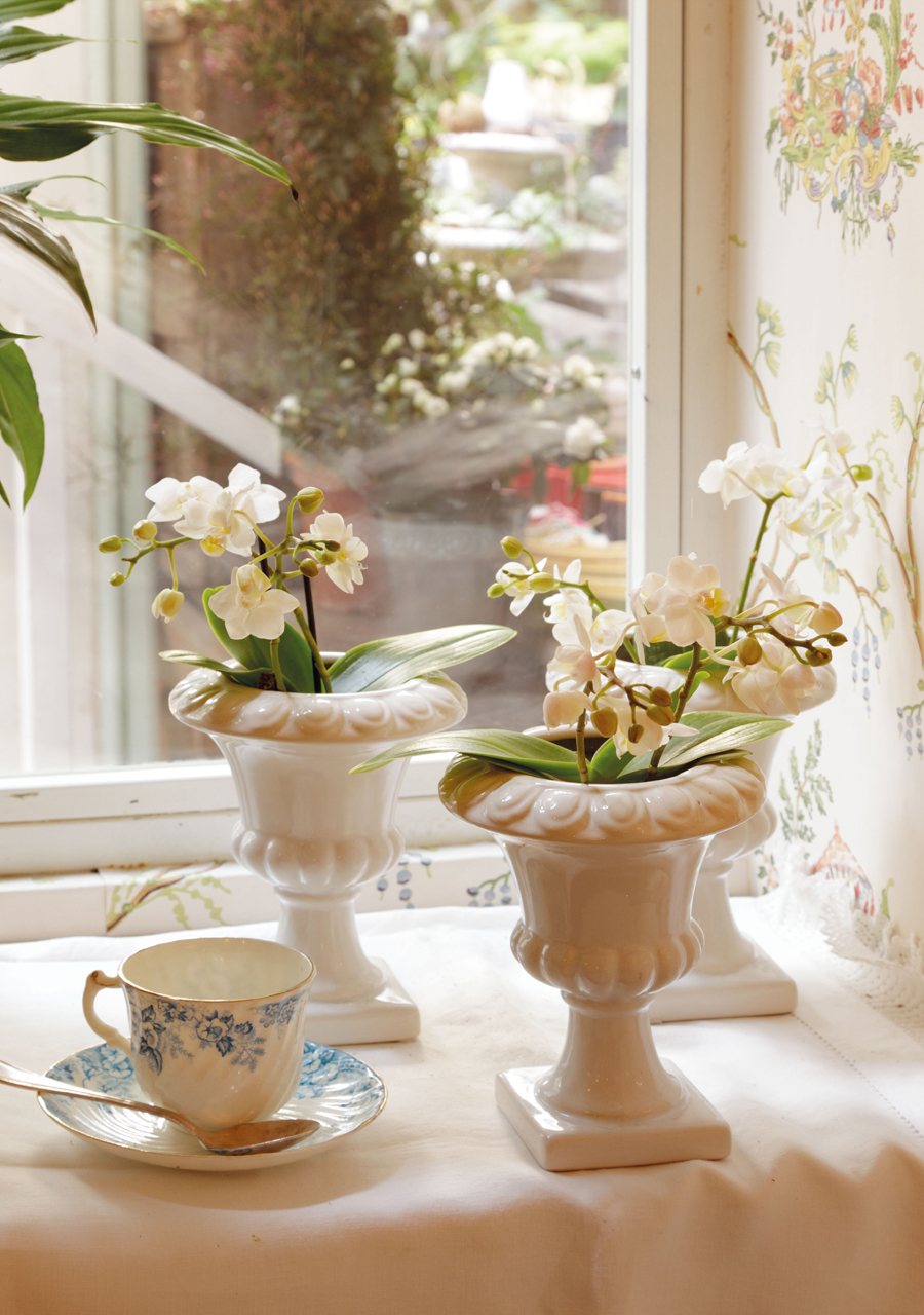 озеленение квартиры озеленение квартиры