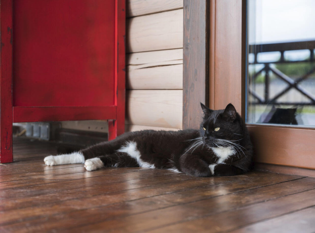 Кошка на даче Кошка на даче